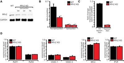 Mitofusin 2 Is Essential for IP3-Mediated SR/Mitochondria Metabolic Feedback in Ventricular Myocytes